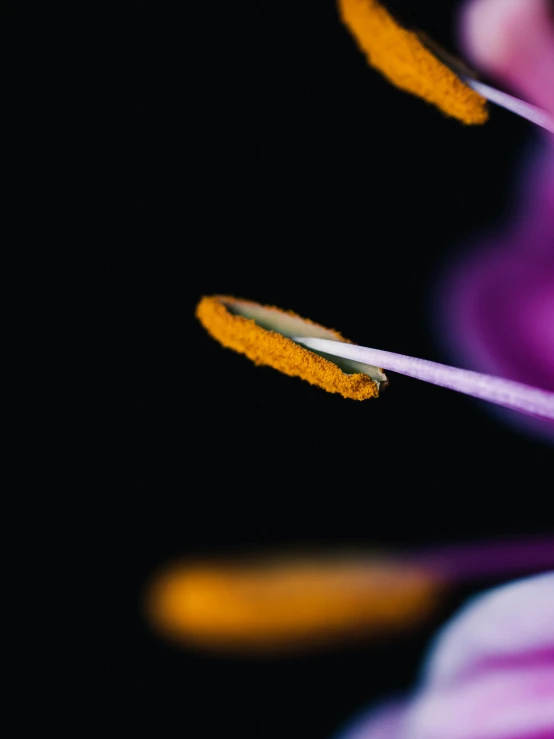 a close up of the stamen of a flower