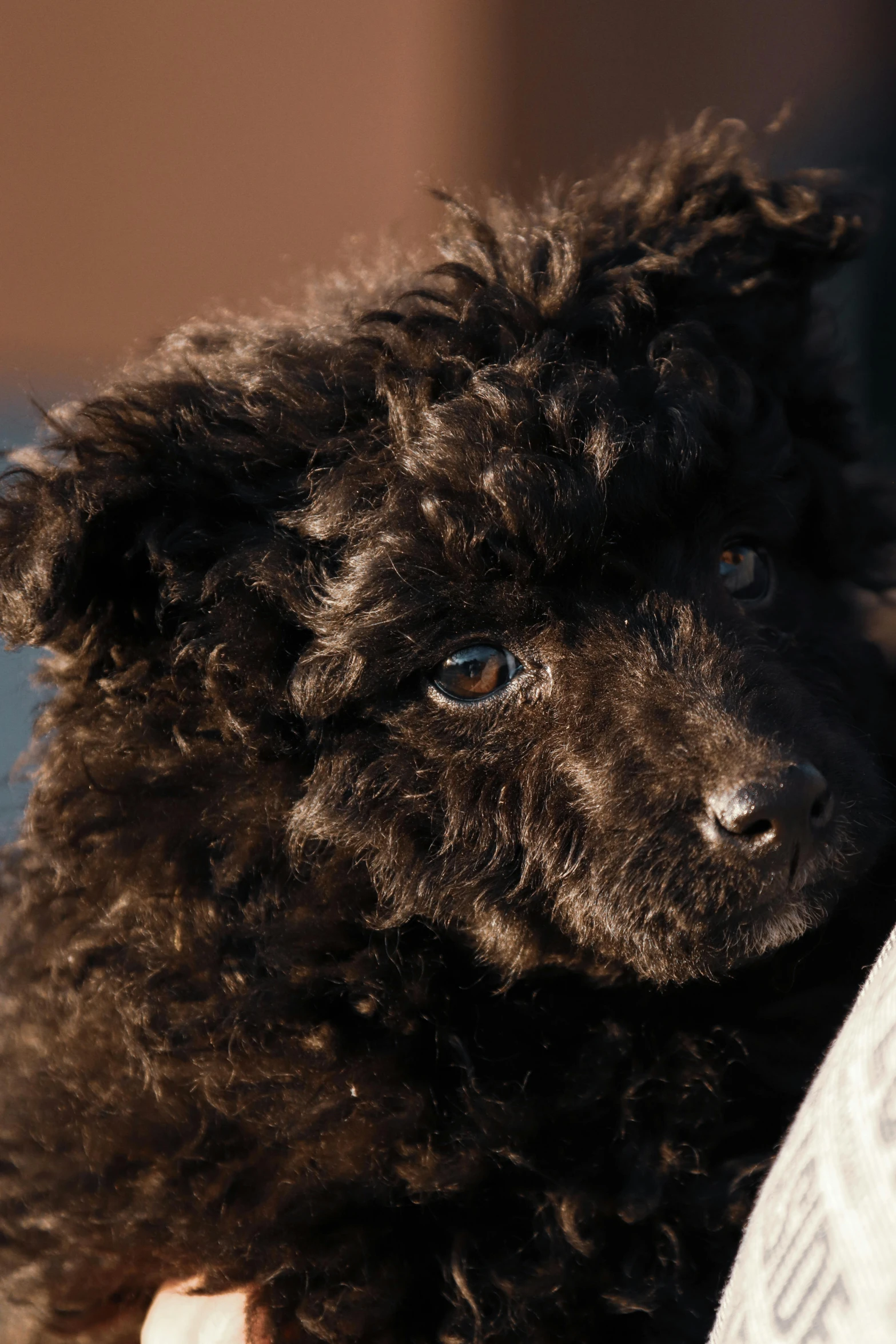 a close up of a poodle being held by someone