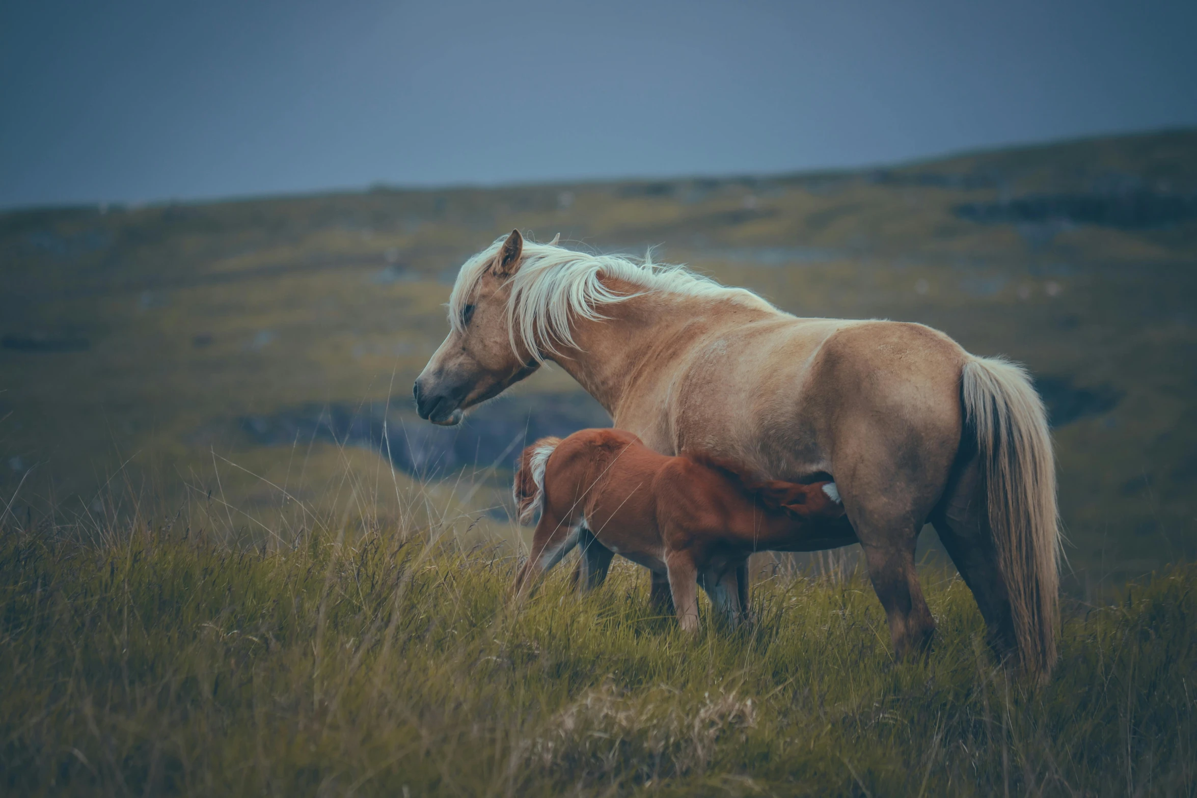 a small horse standing in a field next to it's mother