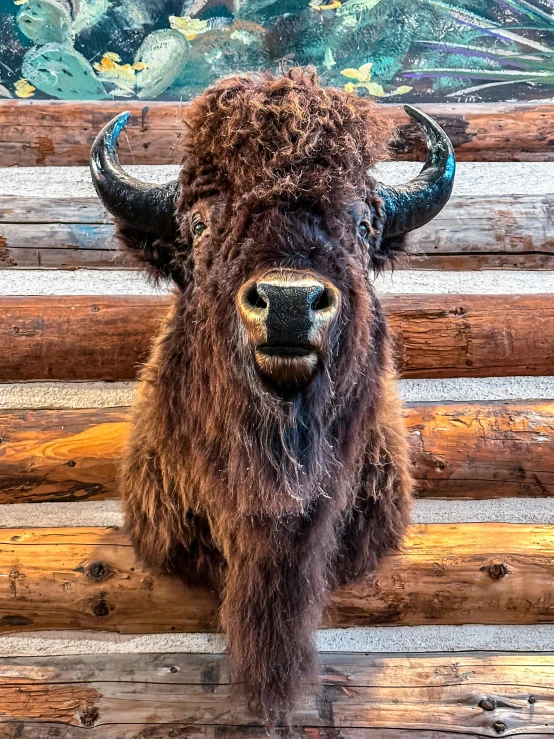 a buffalo standing next to wooden planks with a large bull