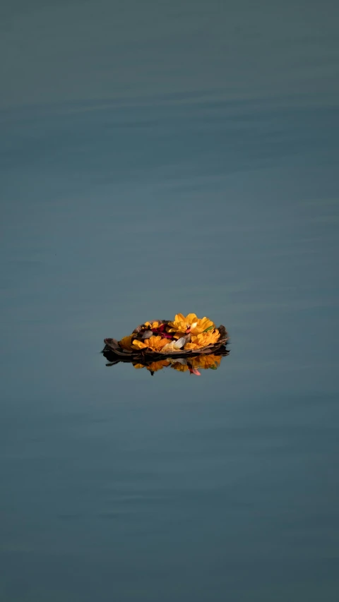 the reflection of leaves on water with sky background