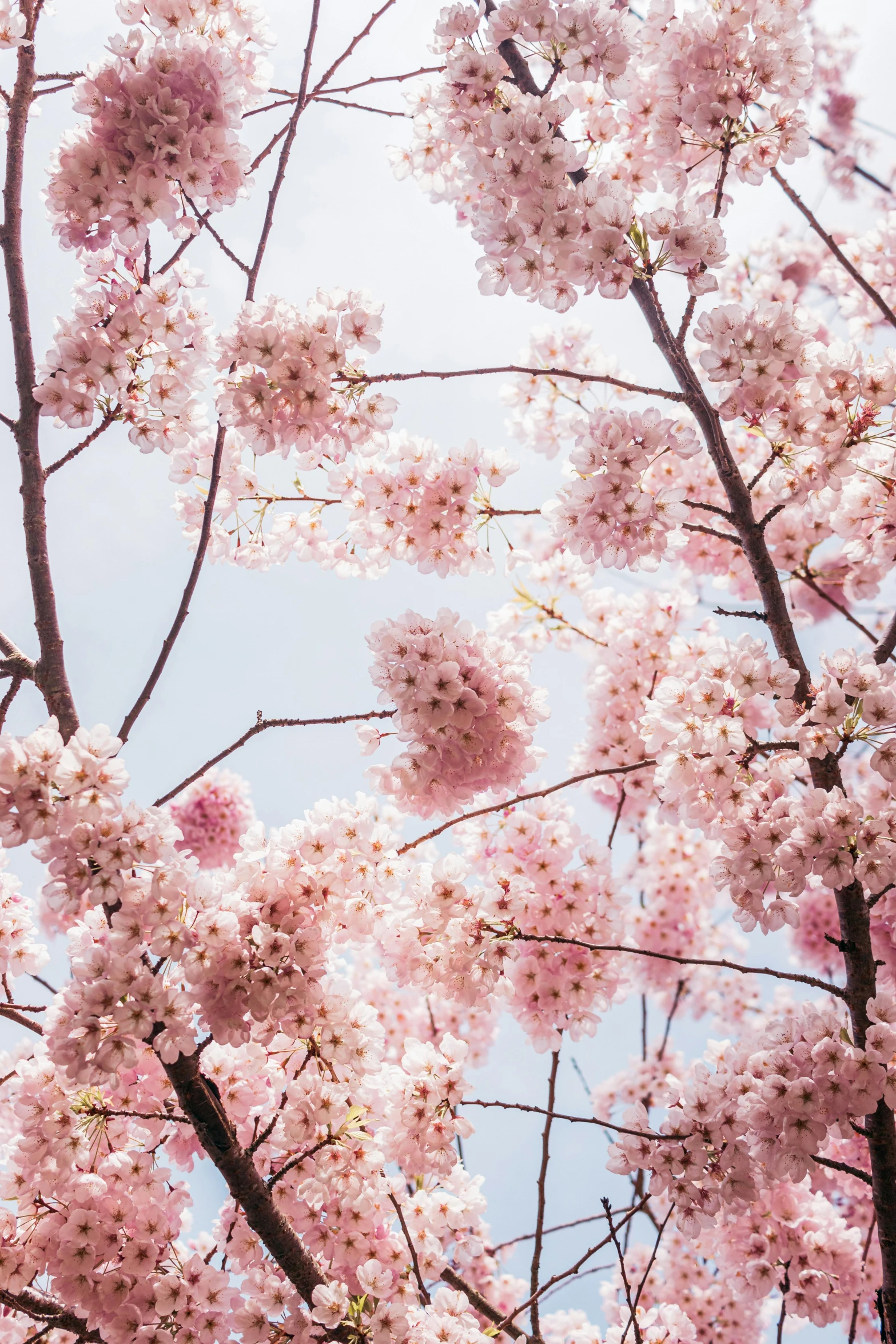 pink flowers are blooming on this tree