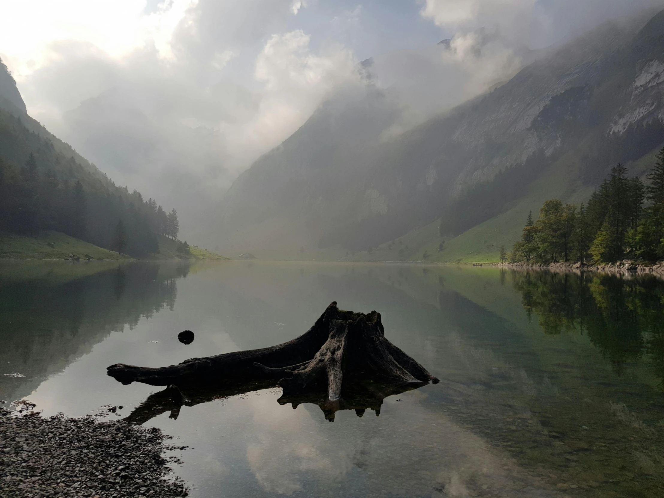 the trees are in front of a mountain lake