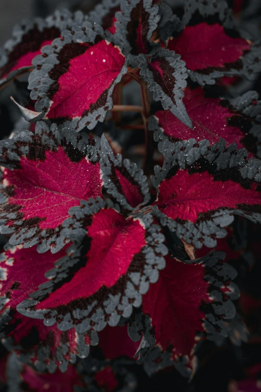 the red leaves with black and grey spots are next to each other