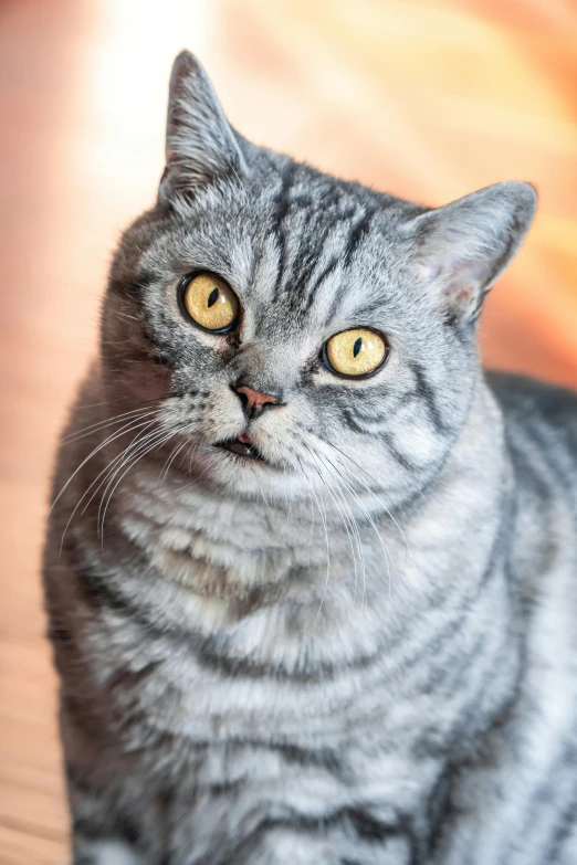 a gray cat sitting on top of a wooden floor