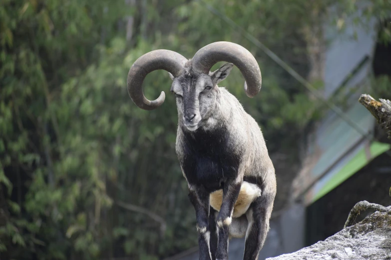 an animal with long horns stands on a rock