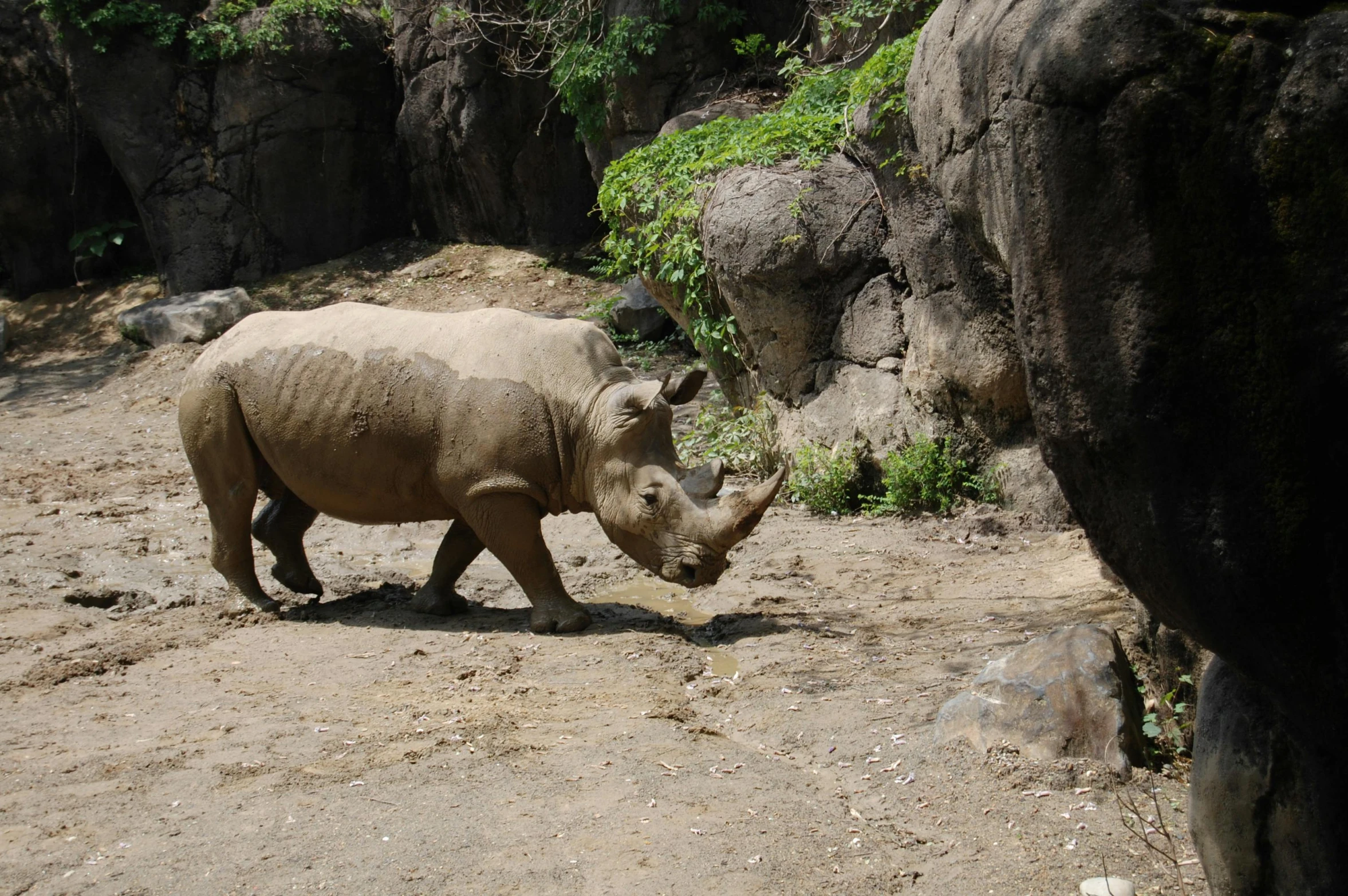 an animal standing in a dirt field next to large boulders