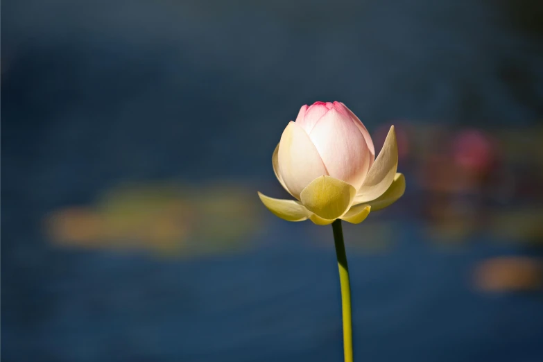 the flower is blooming on a stem in front of a blue pond