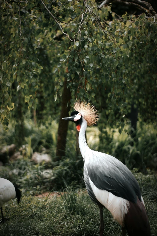 an ostrich walks through the grass with a bird standing behind it