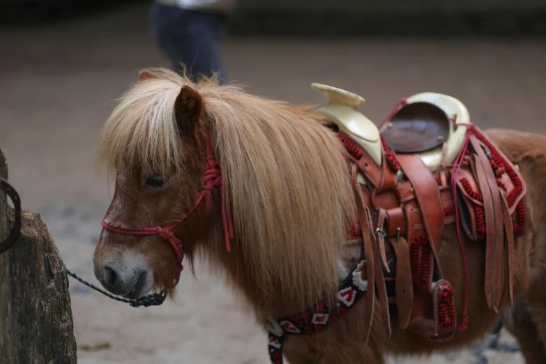 there is a small brown pony with a saddle on it