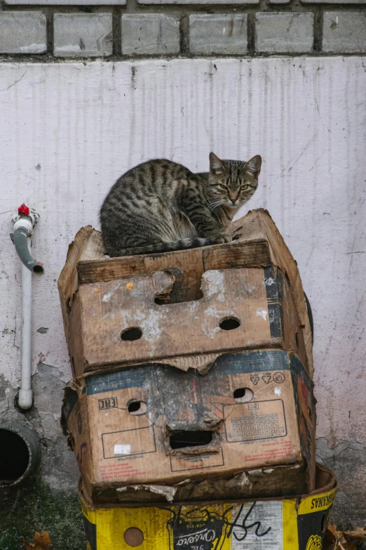 a cat is sitting on top of luggage