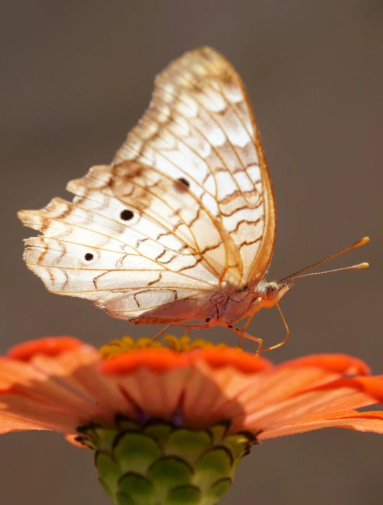 a white erfly sitting on top of an orange flower