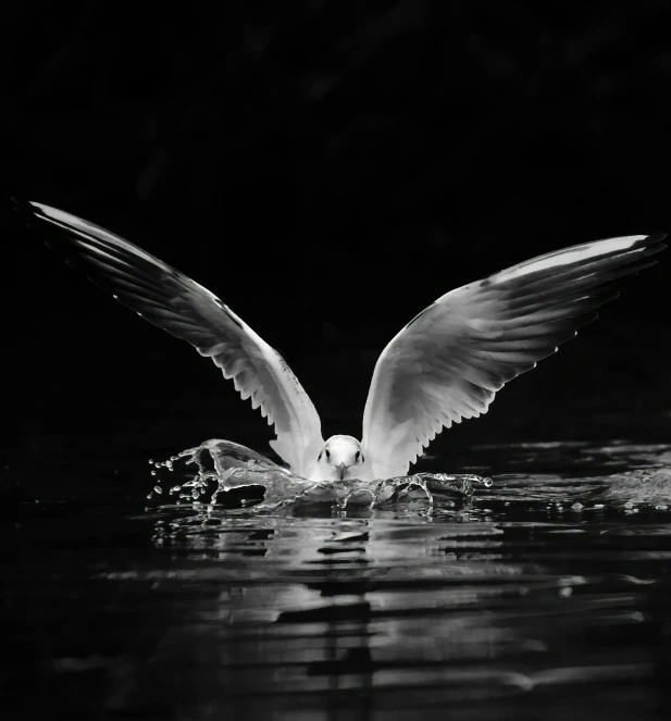 a large white bird on a body of water