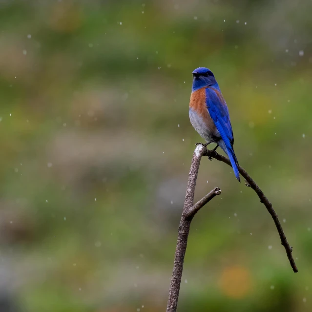 a blue bird perched on a small twig