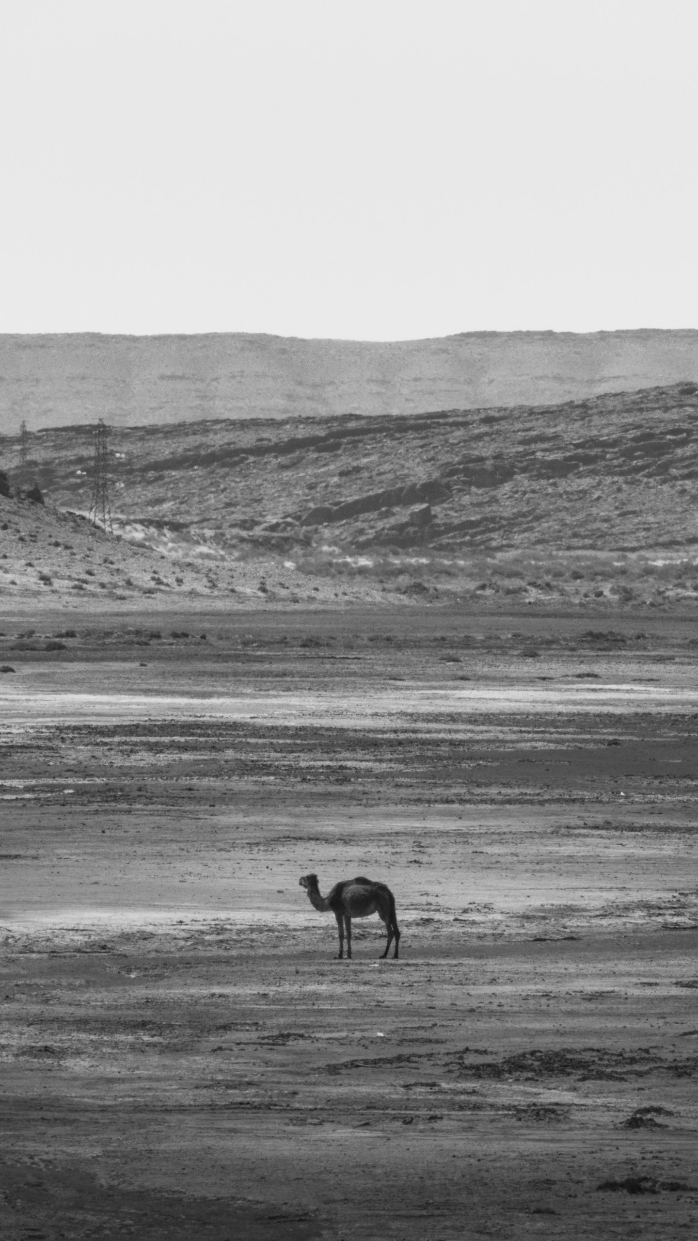 a single horse is standing in the field