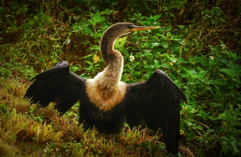 a black and white bird is standing in the grass