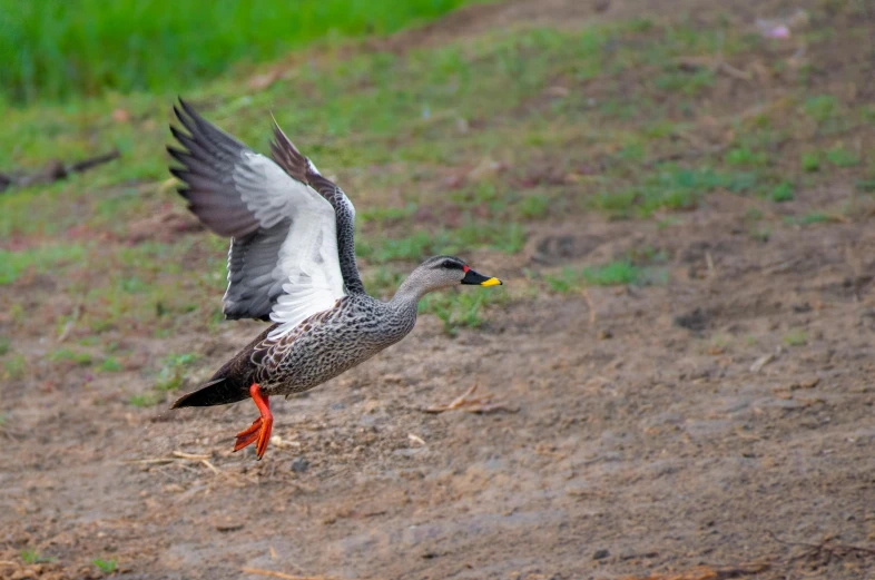 there is a bird that is standing on the ground