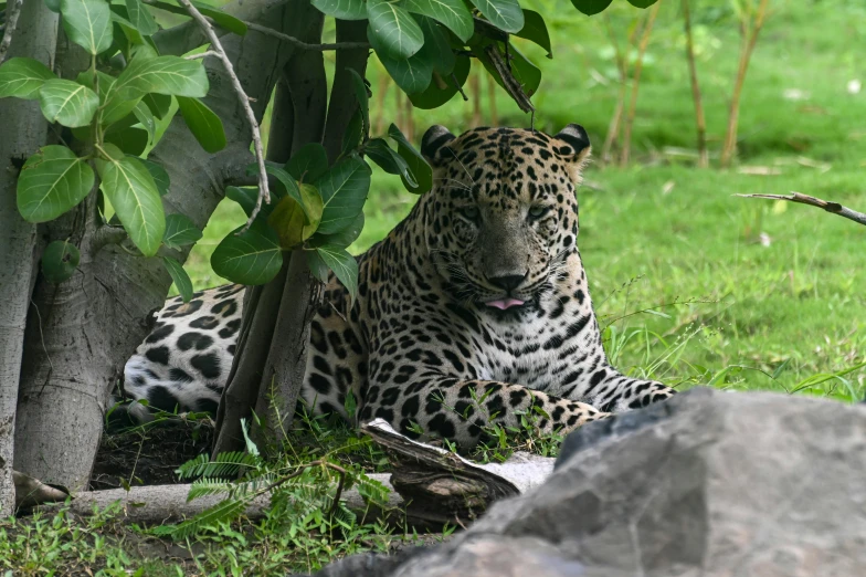 a large leopard laying in the grass near trees