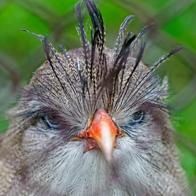 a close up of a bird with its head looking upward