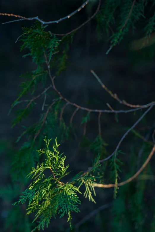 the top part of a tree nch with green leaves