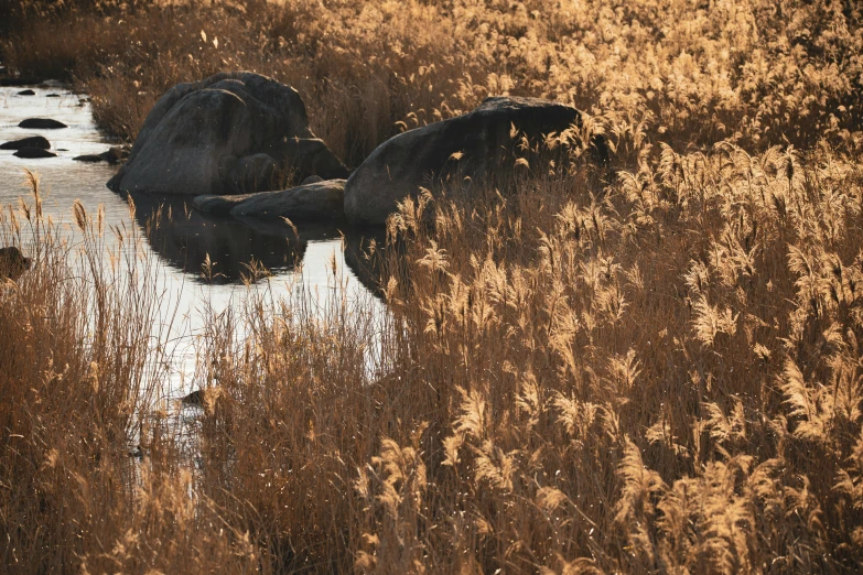 an elephant standing in a river with rocks behind it