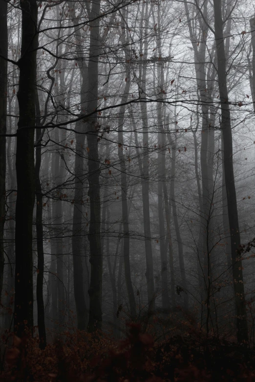 foggy trees on a hillside in a forest