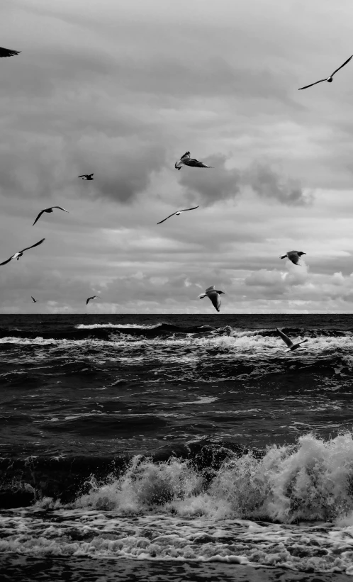 a flock of seagulls flying above the ocean