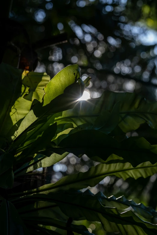 green leaves in sunlight are hanging from tree nches