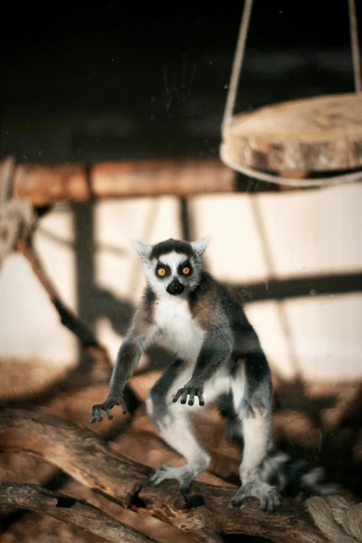 an image of a small monkey standing on a wooden perch