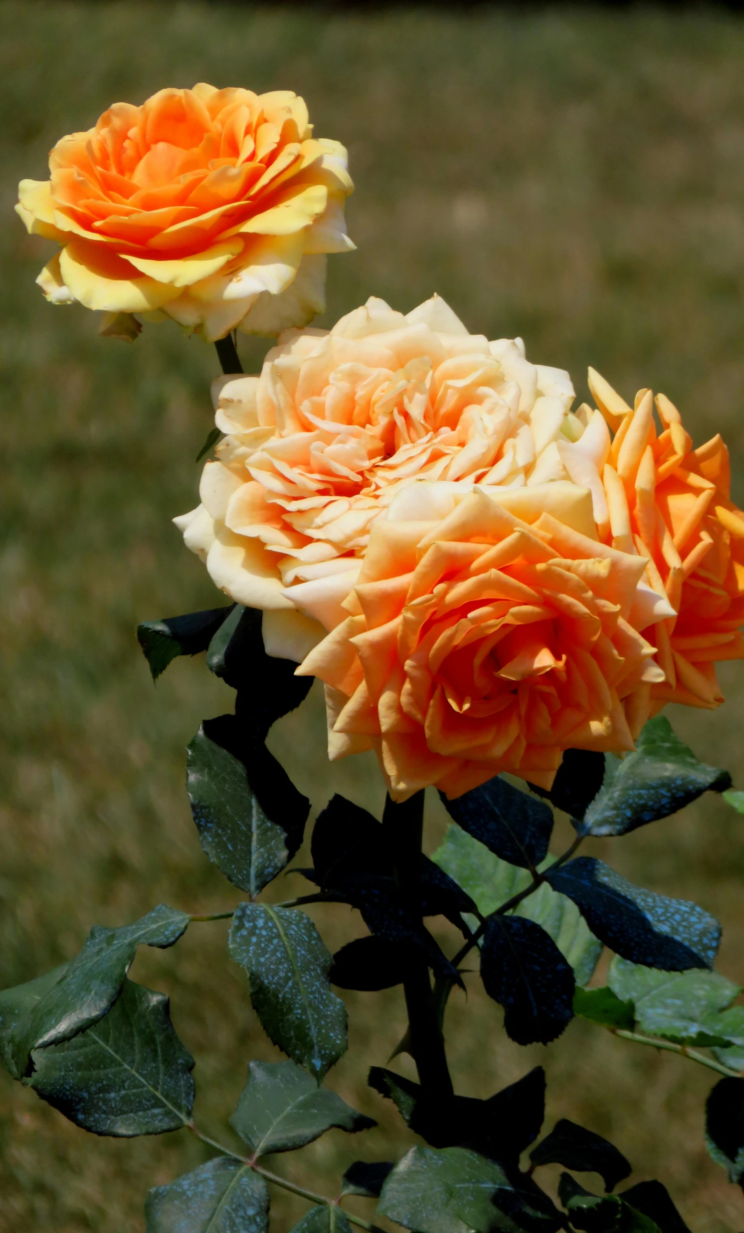 two orange and white roses on green leaves