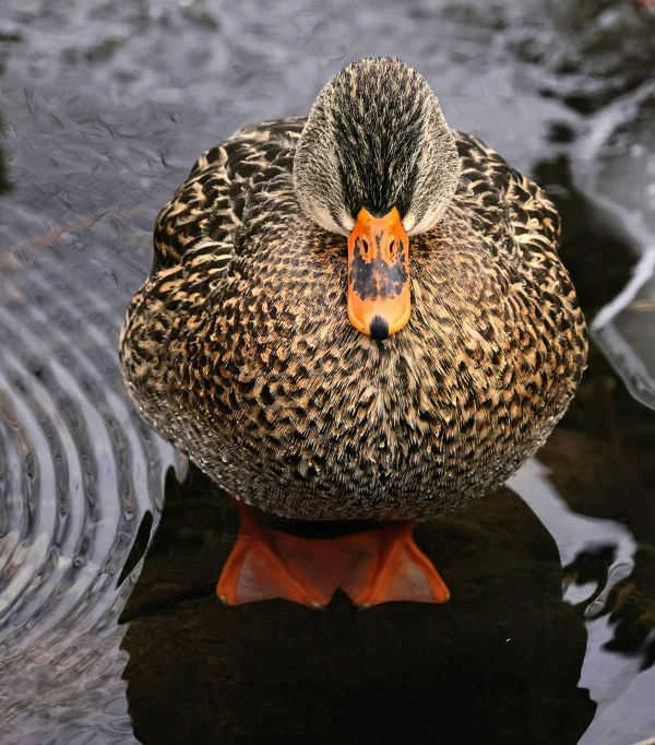 there is a duck that is floating in the water