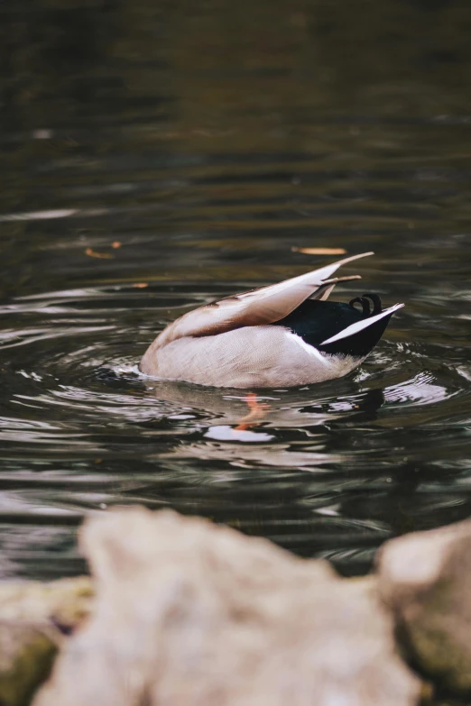 a white duck floating in water next to a bunch of rocks