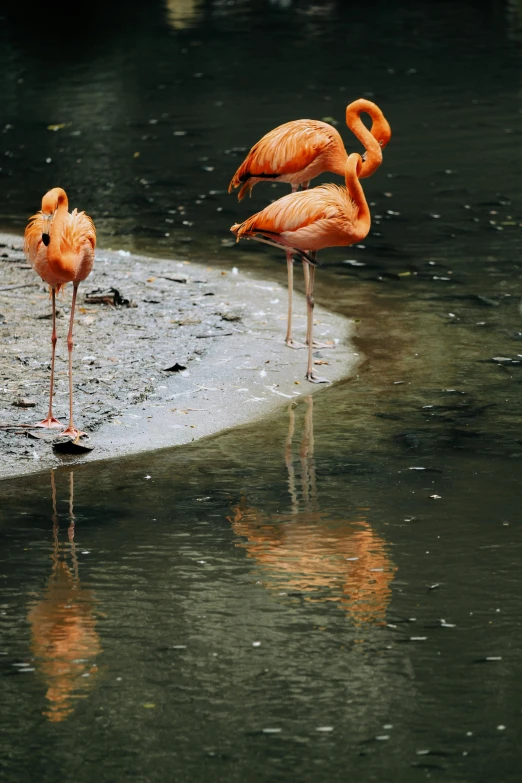 three flamingos stand in the water with their legs bent out