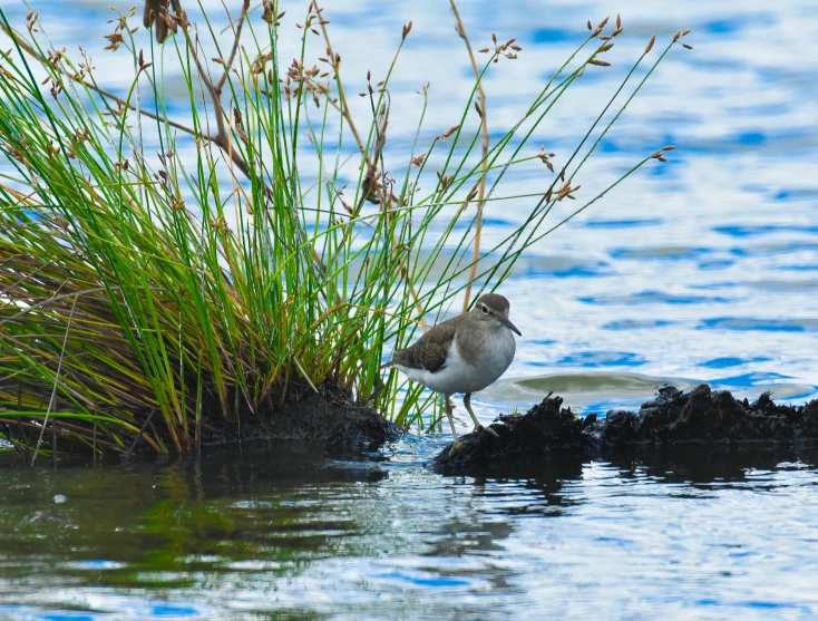 the bird is resting near some vegetation on the water