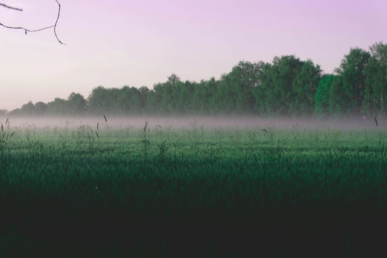 a green grass field covered in fog and trees