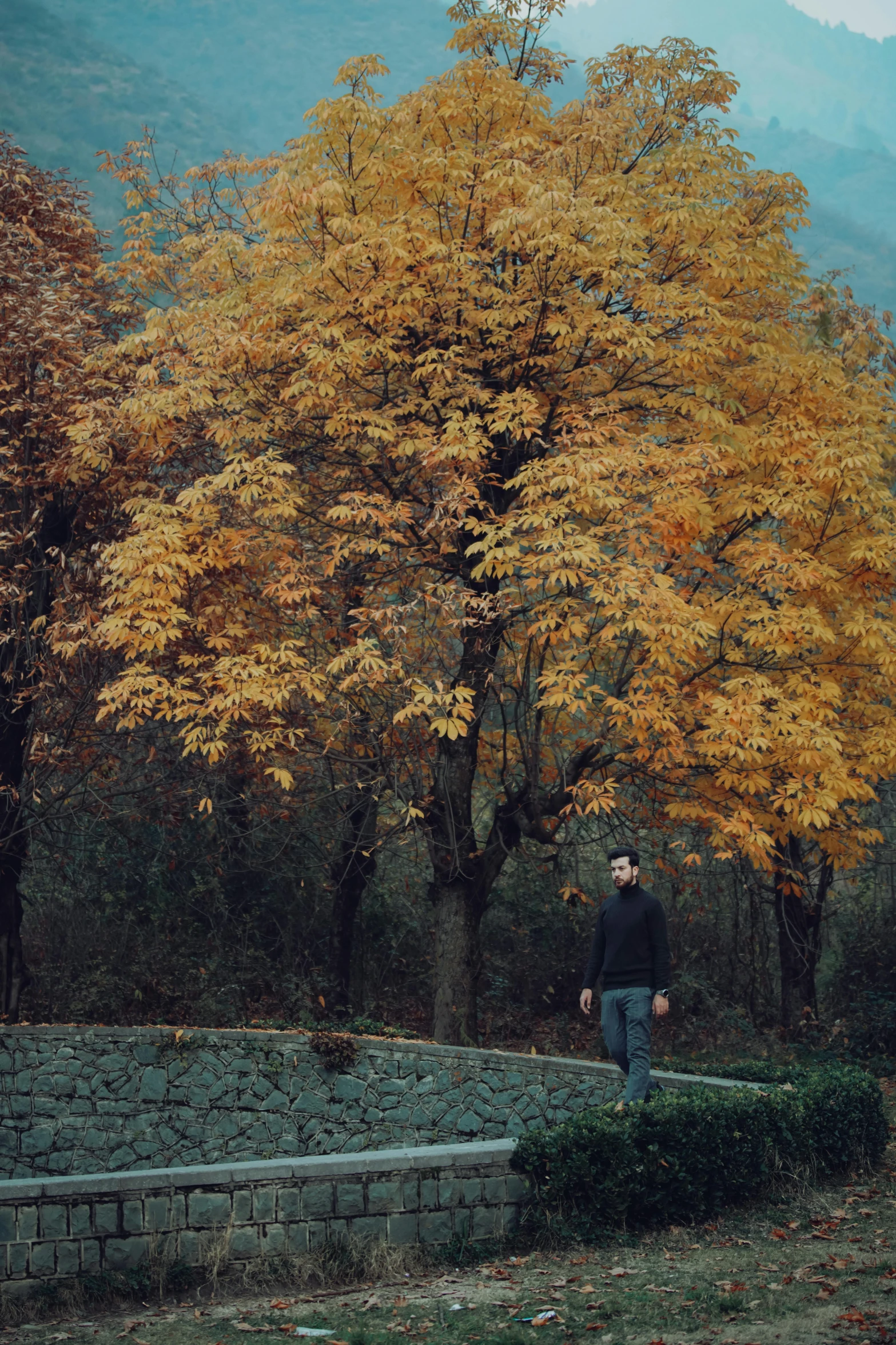 a man is walking beside the tree