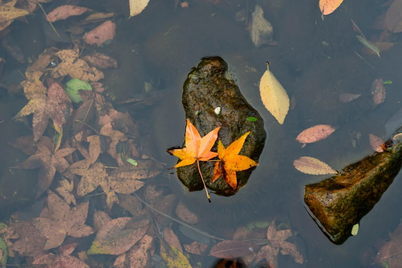 a leaf lays on an empty, worn log, in water