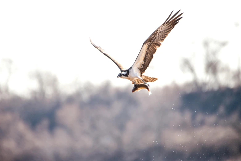 an ospread is flying above the water with it's prey