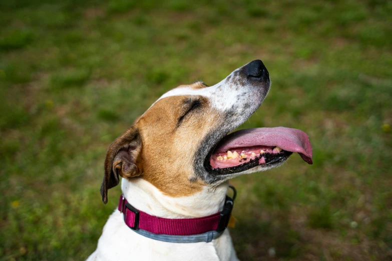 a dog is looking up and happy while outside