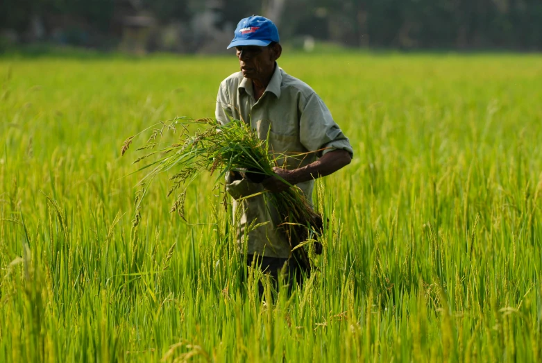 a man holding plants in a green field