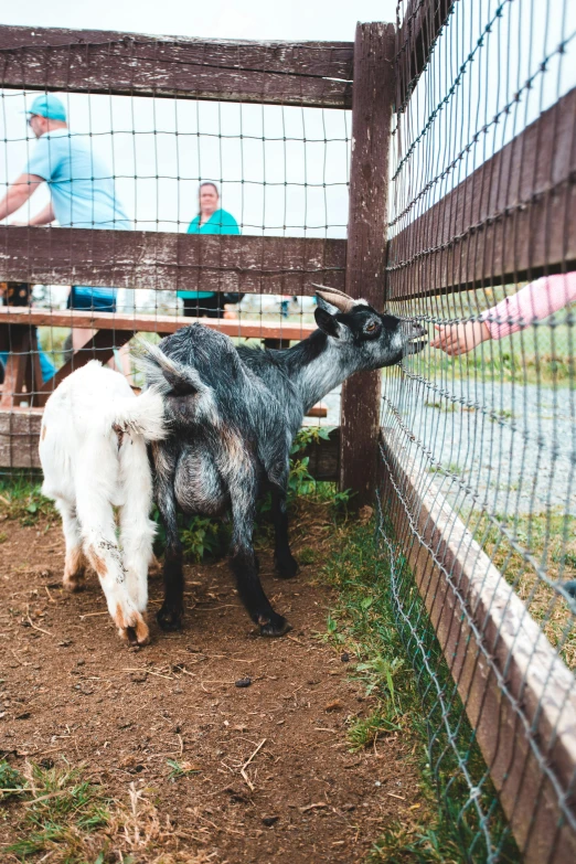 there are two goats inside the fence together