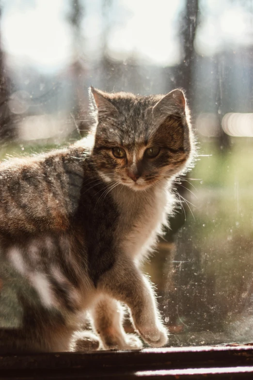 a tabby cat standing on a window sill