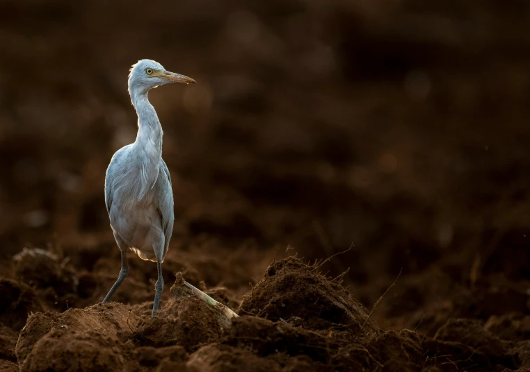 a large bird stands in dirt on the ground