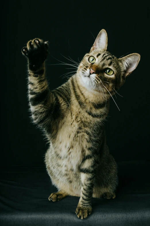 an adult cat is standing with its front paws in the air