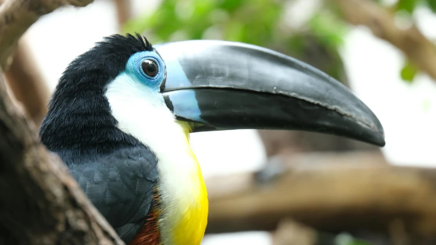 a large colorful bird sitting on top of a tree