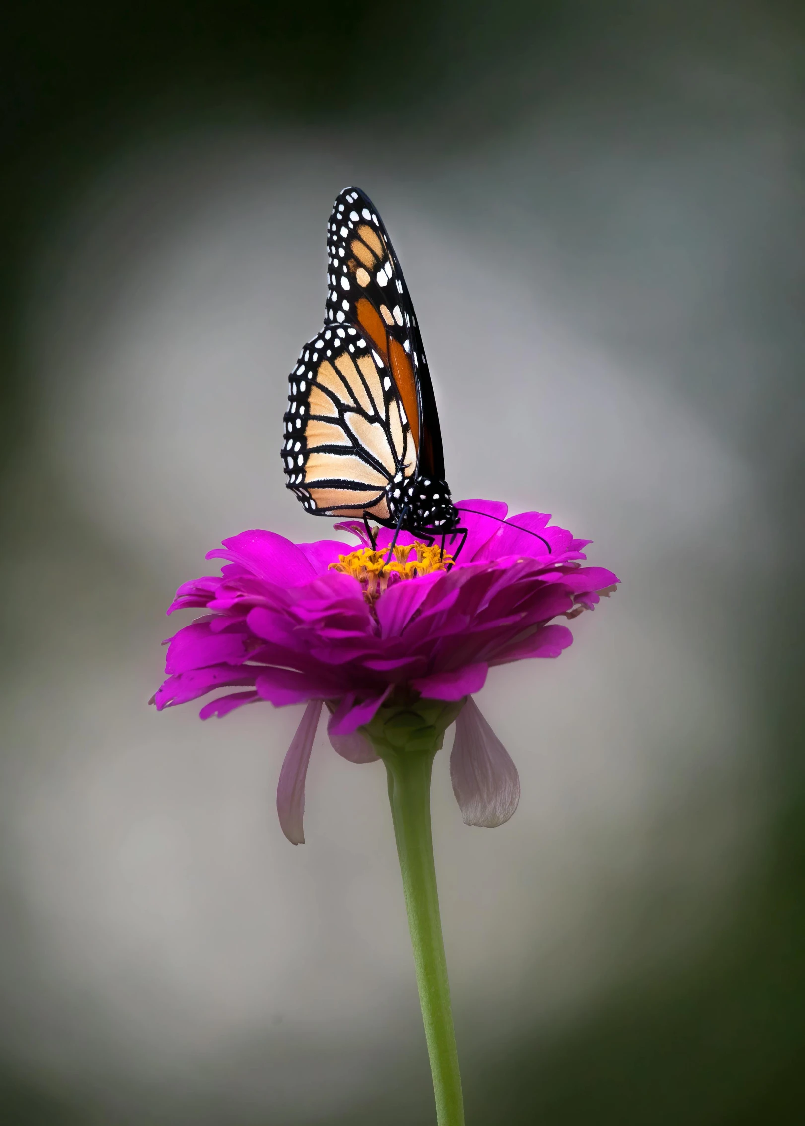a monarch erfly sitting on top of a flower