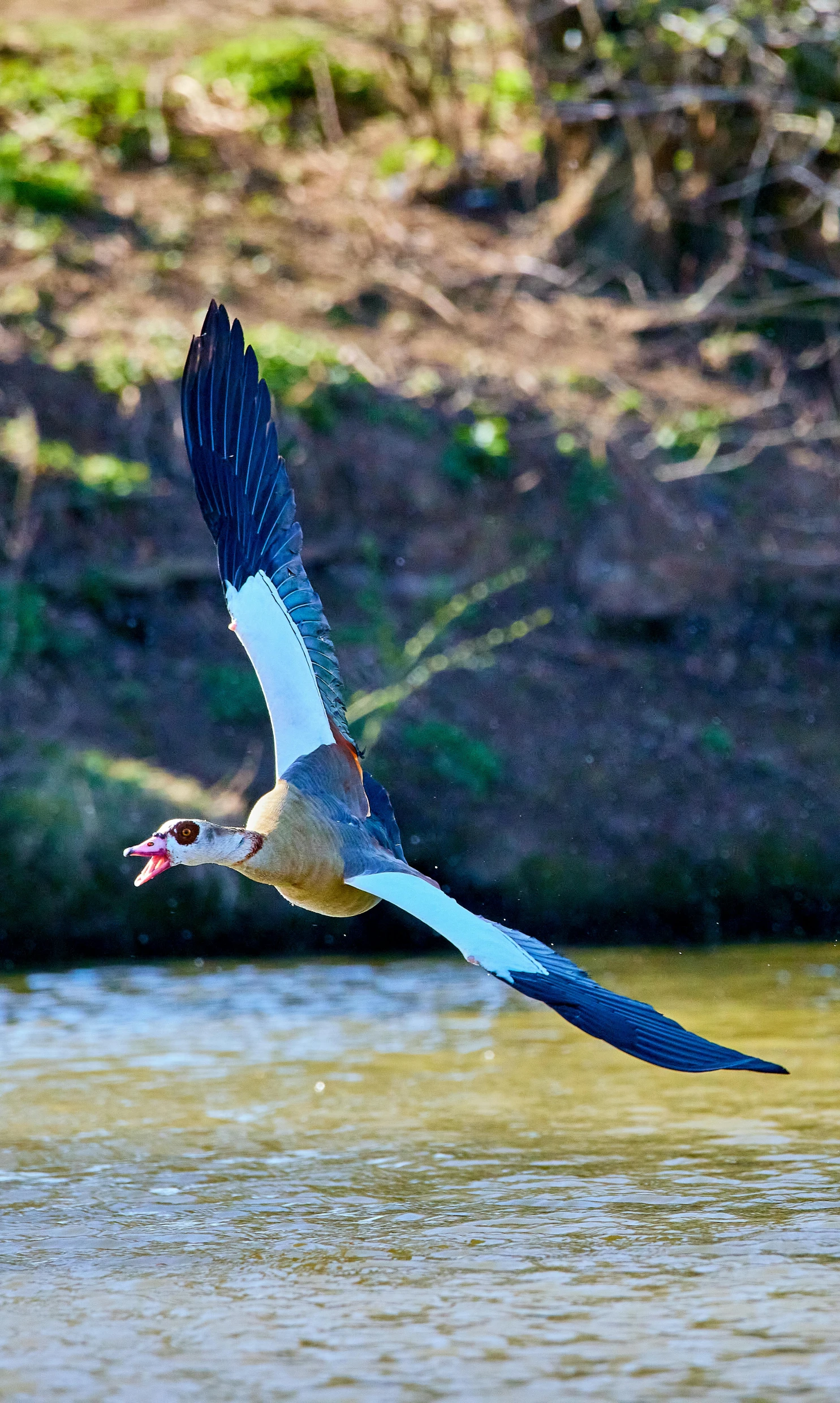 the bird is flying over the body of water