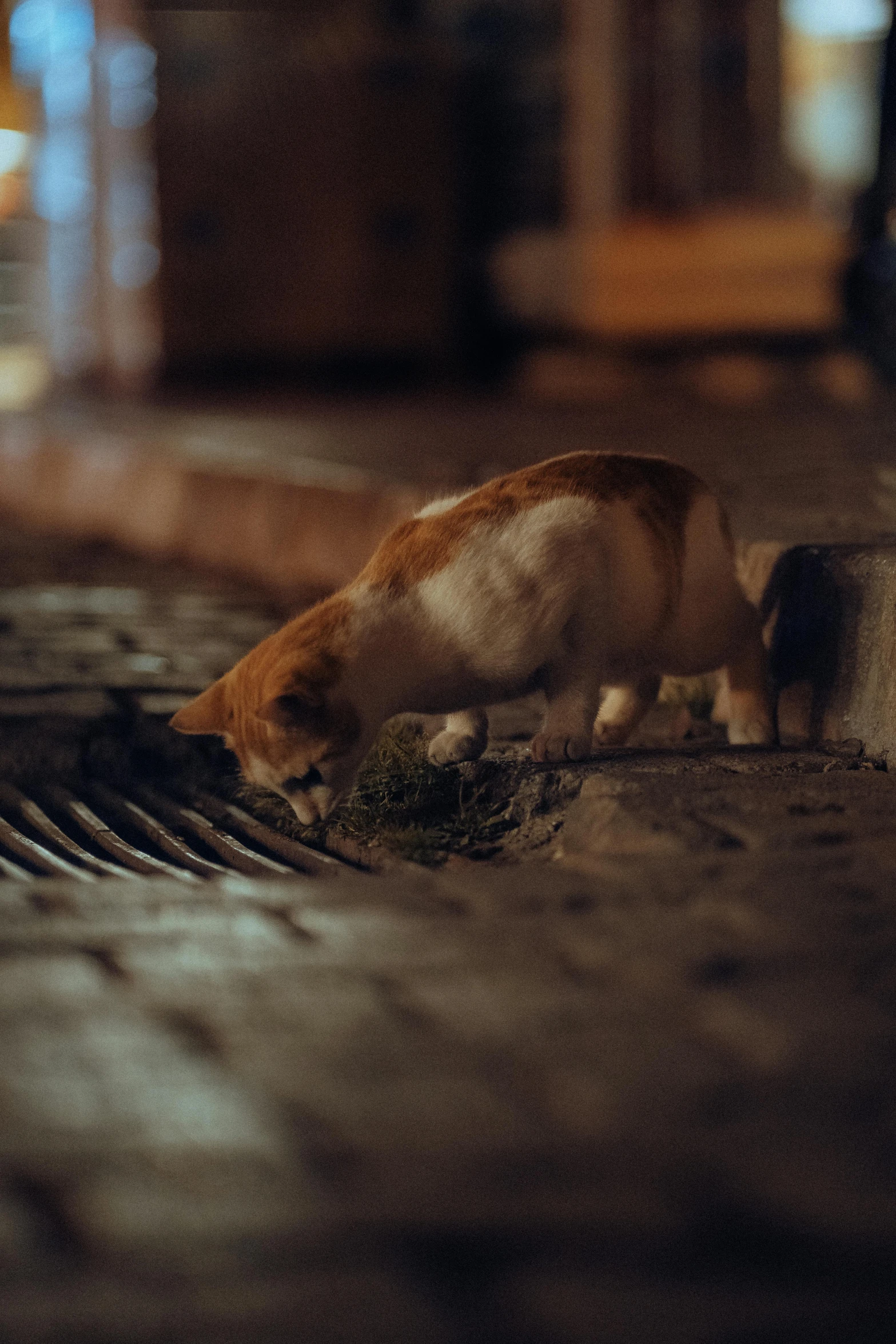 a cat standing next to a brick street