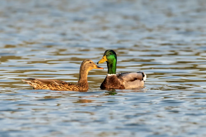 two ducks in the water next to each other