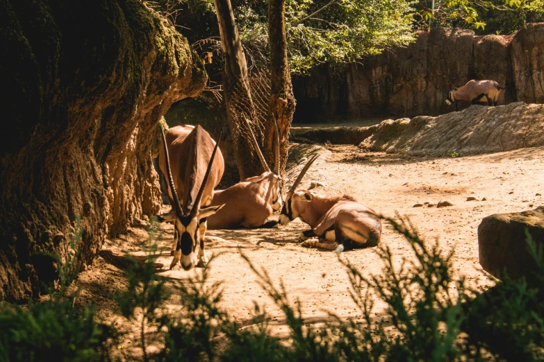 a couple of animals that are sitting in the dirt